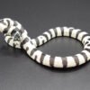 50/50 Kalifornische Kettennatter (Lampropeltis californiae)