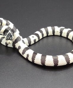 50/50 Kalifornische Kettennatter (Lampropeltis californiae)
