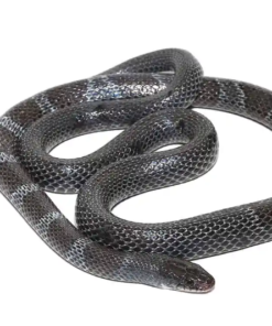 Afrikanische Garter-Schlange kaufen