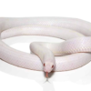 Albino Kalifornische Kettennatter (Lampropeltis getula californiae) zu verkaufen