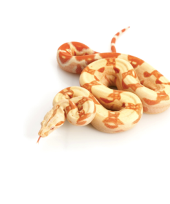 Albino Kolumbianische Boa kaufen