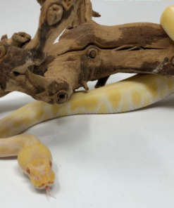 Albino Enchi Königspython kaufen