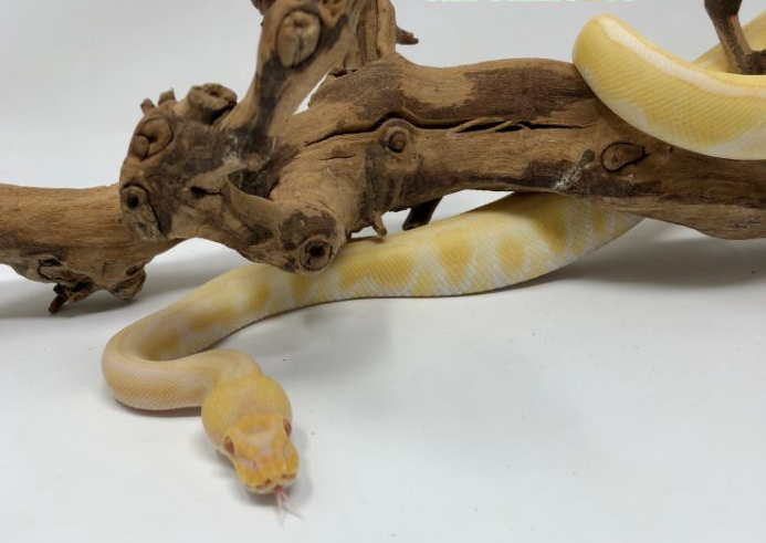 Albino Enchi Königspython kaufen