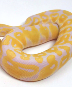 Albino Königspython (Python regius) kaufen