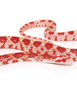 Albino Kornnatter kaufen