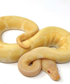 Albino Pinstripe Königspython (Python regius)