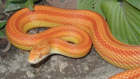 Albino Gestreifte Kornnatter kaufen