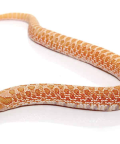 Albino Hakennasennatter kaufen