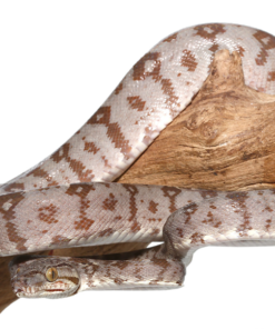 Amazon Tree Boa kaufen