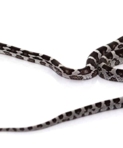 Anery Kornnatter (Pantherophis guttatus) kaufen