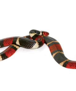 Aquatische Korallenschlange zu verkaufen