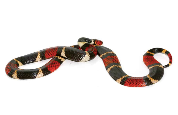 Aquatische Korallenschlange zu verkaufen