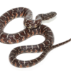 Axanthische Florida-Königsnatter (Lampropeltis getula) kaufen