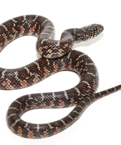 Axanthische Florida-Königsnatter (Lampropeltis getula) kaufen