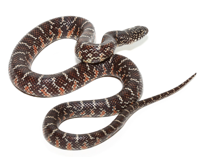 Axanthische Florida-Königsnatter (Lampropeltis getula) kaufen