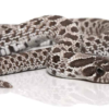 Axanthic Western Hognose Schlange zu verkaufen