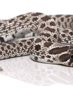 Axanthic Western Hognose Schlange zu verkaufen