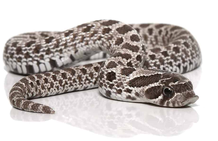 Axanthic Western Hognose Schlange zu verkaufen