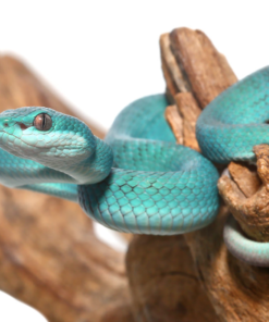 Baby Blaue Komodo-Insel Viper zu Verkaufen