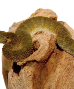 Grüne Squamigera Buschviper zu verkaufen