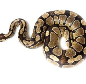 Ballpython (Python regius) kaufen
