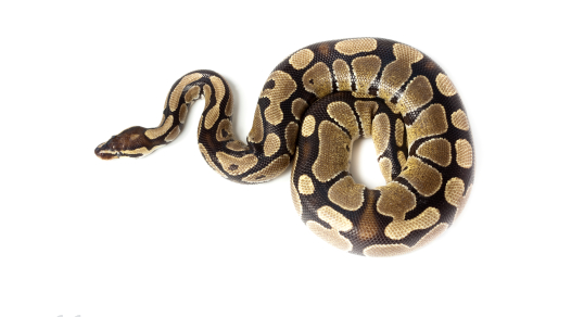 Ballpython (Python regius) kaufen