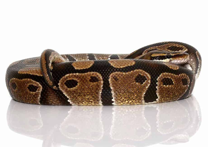 Ballpython (Python regius) kaufen