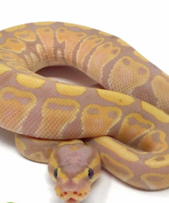 Banana Ball Python kaufen
