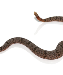 Banded Rock Rattlesnake (Crotalus lepidus klauberi) kaufen