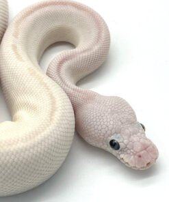 Blue Eye Leucistic Ball Python (Python regius)