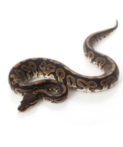 Black Pastel Ball Python kaufen