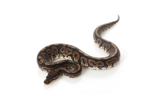 Black Pastel Ball Python kaufen