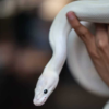 Black Eyed Leucistic Ball Python kaufen