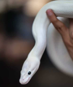 Black Eyed Leucistic Ball Python kaufen
