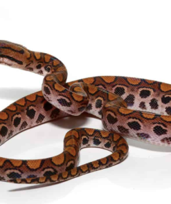 Brasilianische Regenbogenboa (Epicrates cenchria) kaufen