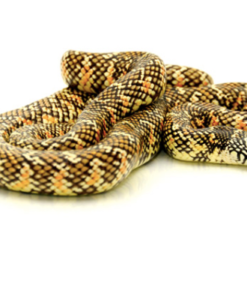 Brooks-Königsnatter kaufen