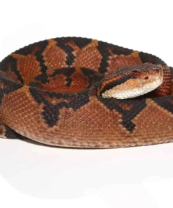 Bushmaster Schlange kaufen – Lachesis muta