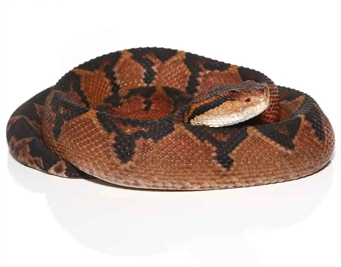 Bushmaster Schlange kaufen – Lachesis muta