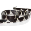 Kalifornische Königsnatter (Lampropeltis getula californiae) kaufen