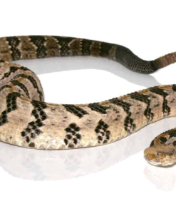 Canebrake-Klapperschlange kaufen