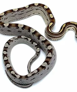 Caramel Motley Kornnatter (Pantherophis guttatus)