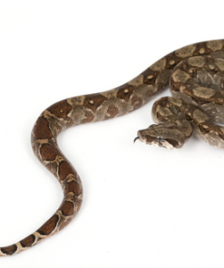 Central American Boa Constrictor Imperator kaufen