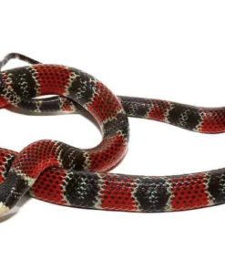 Mittelamerikanische Korallenschlange kaufen