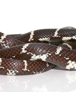 Eastern Chain Kingsnake (Lampropeltis getula) kaufen