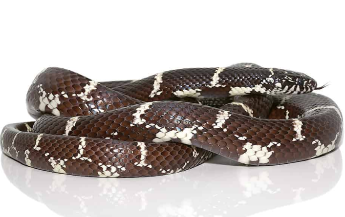 Eastern Chain Kingsnake (Lampropeltis getula) kaufen