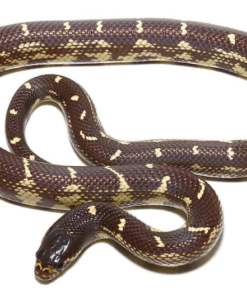 Chocolate California Kingsnake kaufen