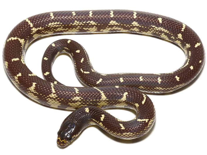Chocolate California Kingsnake kaufen