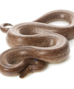 Kolumbianischer Regenbogenboa (Epicrates maurus) kaufen