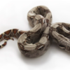 Kolumbianische Rotsteißboa (Boa constrictor imperator) kaufen