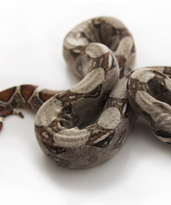 Kolumbianische Rotsteißboa (Boa constrictor imperator) kaufen